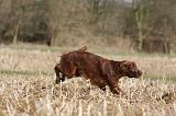 SETTER IRLANDAIS 350